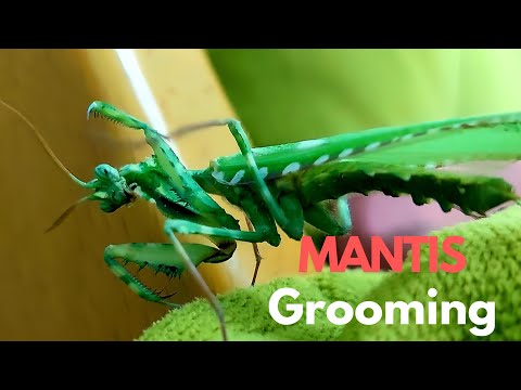 Egyptian Flower Mantis grooming @True_Exists-1.5m