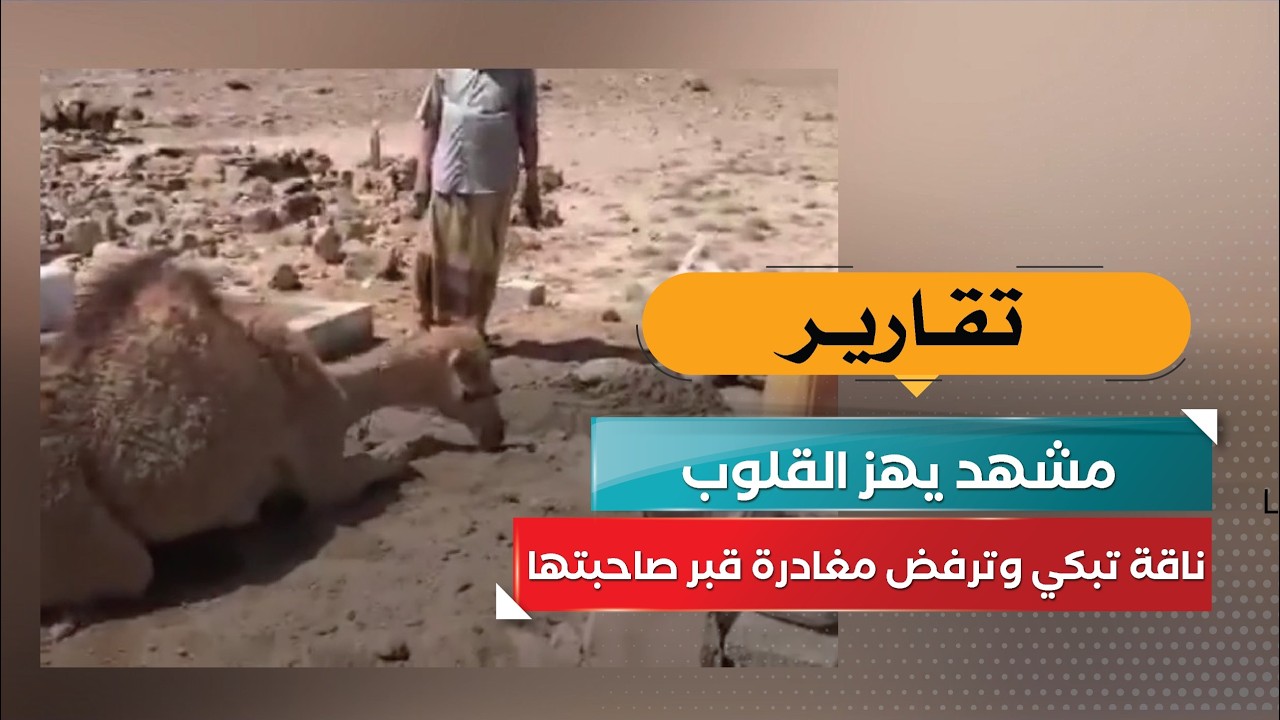 قناة السعيدة