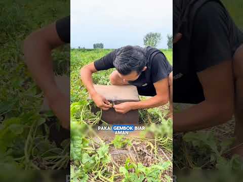 Semangka Raksasa Dikunci, Tapi Aman Gak Sih?