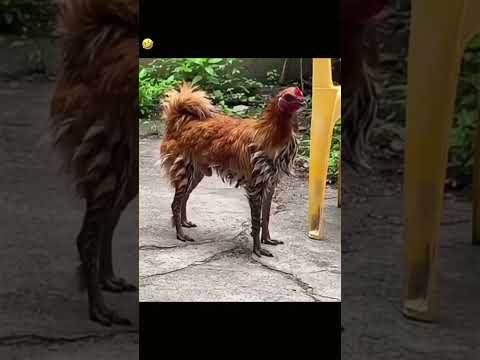 galinha diferente #funny #humorecomedia #piadascurtas #piadasrapidas #humor