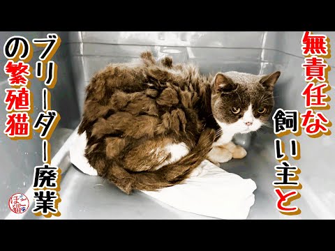 【野良猫　お願い】無責任な飼い主のTNR現場と　さらなる追い打ち