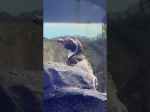Humboldt Penguin at the Grand Mazatlán Aquarium