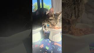 Breakfast for the Boys #morningroutines #catlove