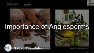 Importance of Angiosperms