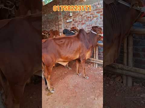 খামার উপযোগী ৯টি ষাঁড় গরুর দাম কত #cow