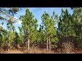 Longleaf Pine Ecosystem Management