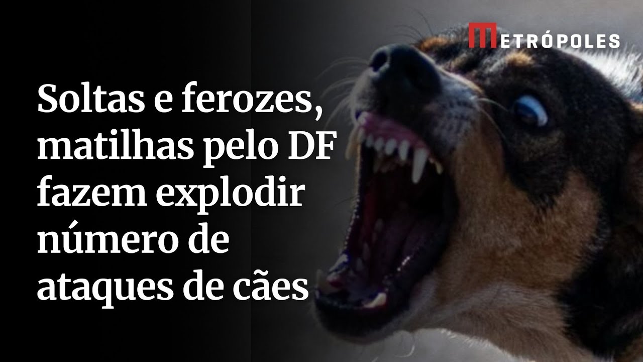 Soltas e ferozes, matilhas pelo DF fazem explodir número de ataques de cães