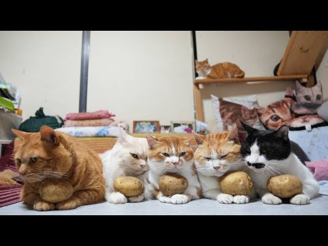 キタアカリのせ猫：癒やしと笑顔を届ける動画と写真 サムネイル