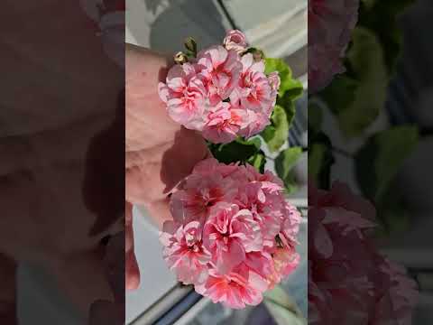 ВНЕСИ под любой цветок и даже самый слабый куст оживет, позеленеет и зацветет красиво #plants