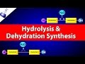 Exploring Hydrolysis and Dehydration Synthesis Reactions