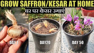 घर पर केसर कैसे उगाएं | Grow Saffron/Kesar at Home | FULL UPDATES