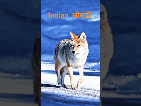 Fox Nature Video 🦊 | Wildlife Lomdi Shorts #discovery #wildlife #shorts s