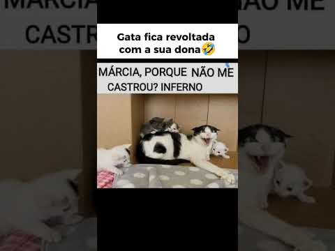 Essa gata ficou revoltada com sua dona