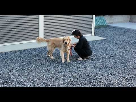 【2026年4月20日16時53分】仕事前に巨大地震発生！看板犬と一緒に避難する。【Golden Retriever japan】
