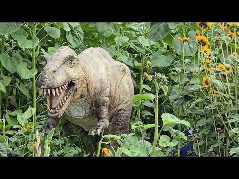 Dinosaurs in a flower field 😂 🌻🦕 #richmondbc #canada #britishcolumbia #sunflower 