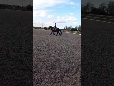 okay, but his trot😍 #equestrianjourney #horseriding #horsefan #riding #horsegirl