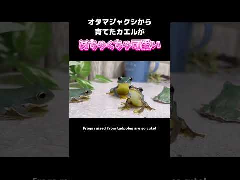 オタマジャクシからカエルを育てたらめちゃくちゃ可愛く育った #frog #カエル #cuteanimals #癒し #かわいい