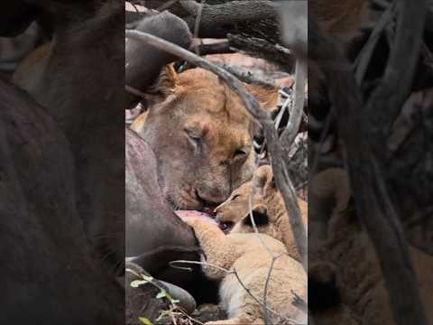Tiny Cubs Eat Their First Buffalo