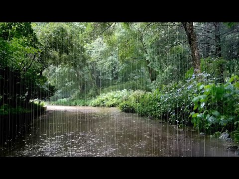 Rainy Arboretum - Rain Sounds for Sleep, Relaxation, Stress Relief, Forget your Worries and Concerns
