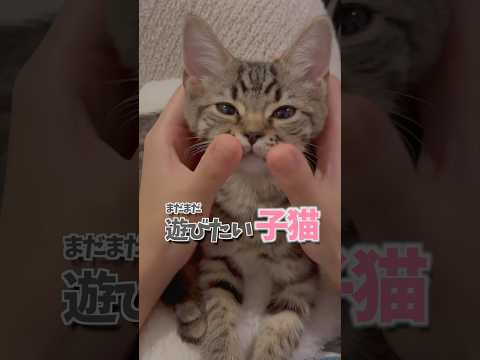子猫の元気いっぱいな遊び場を動画で見る サムネイル