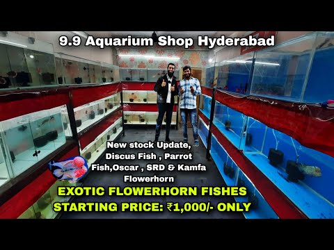 Parrot Fish ,Discuss,Flowerhorns , Kamfas ,New stock Update of 9.9 Aquarium Shop Hyderabad