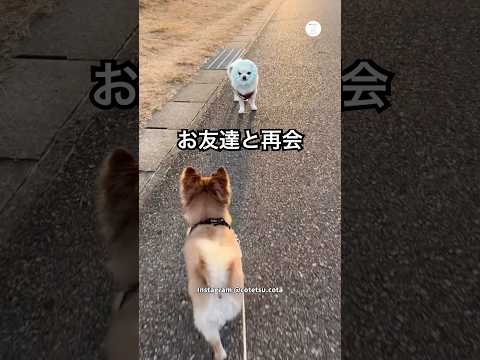 全力で走ってきたお友達まさかのターバン姿 #犬 #いぬ #かわいい犬 #犬のいる暮らし #チワワ