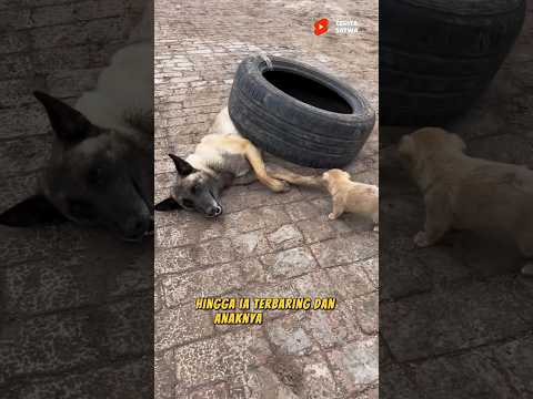 Ibu Anjing Yang Menyelamatkan Anaknya Dari Bahaya #shorts #anjing