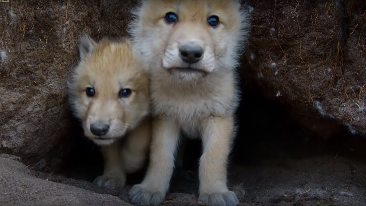 Young Wolves Filmed Using Remote Camera! Snow Wolf Family And Me BBC Earth