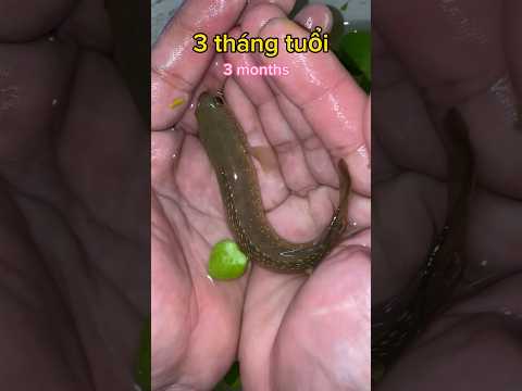Quá trình phát triển của Cá Lóc như thế nào ? Nhớ xem hết clip