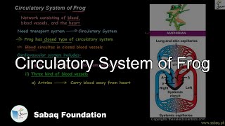 Circulatory System of Frog
