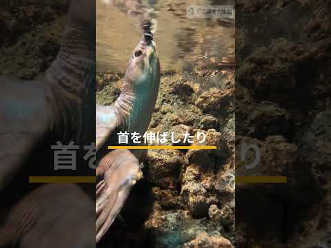 猫の動画サムネイル - 潜頸類（せんけいるい） #shots #名古屋港水族館