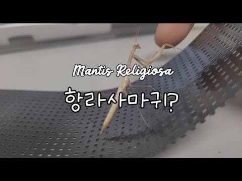 뭐라고 유럽사마귀?? What? Europe Mantis??