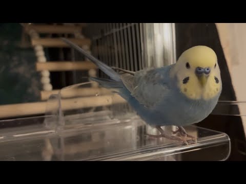 【ミニミニ】はねぴよんなちくわ🐥💕