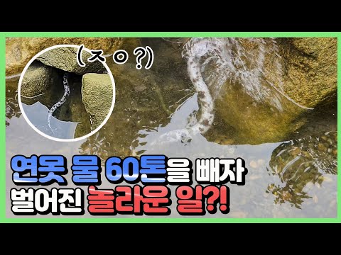 갑자기 시작된 사냥 현장ㄷㄷ 아로와나 잡으려다가 무슨 일이죠
