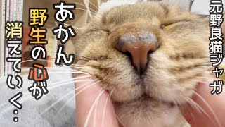 野良猫時代のやさぐれた心がどんどん浄化されていくジャガたん🧡あと、ケンシロウとの関係について…。