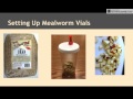 Mealworm Observation and Care Guidelines