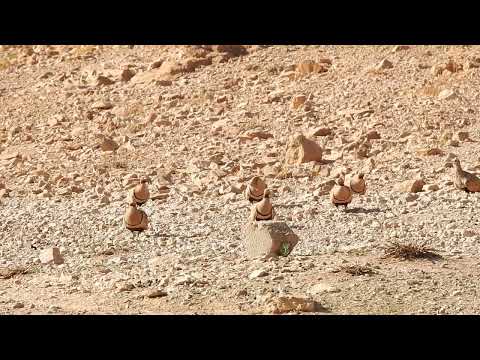 تمويه مذهل لطيور الكدري بين الصخور | Incredible Rock Camouflage of Sandgrouse