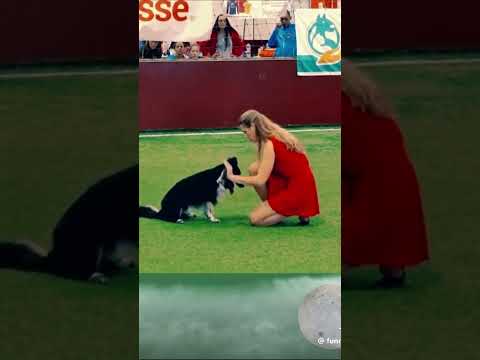 Dance with pet