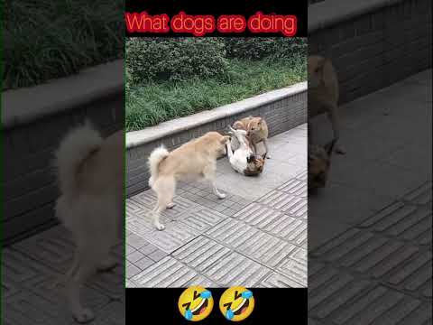 What dogs are doing