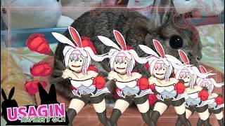 【ぽこ あ ポケモン】ウサギン帝国とか作りたいよね260506【うさぎが運営してるVtuber】