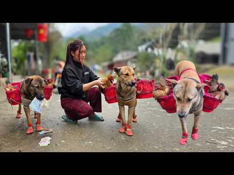 The two dogs helped take the chickens to the market to sell them so they could buy feed.