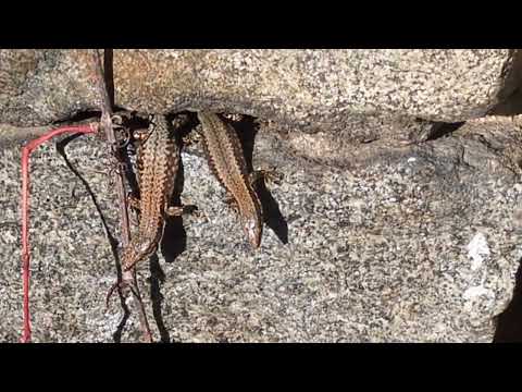 Herping in Prague, Common Wall Lizard - ještěrka zední (Podarcis muralis) 03/10/2025