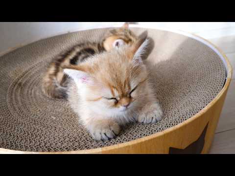 Cute kittens sleeping comfortably in their favorite places...
