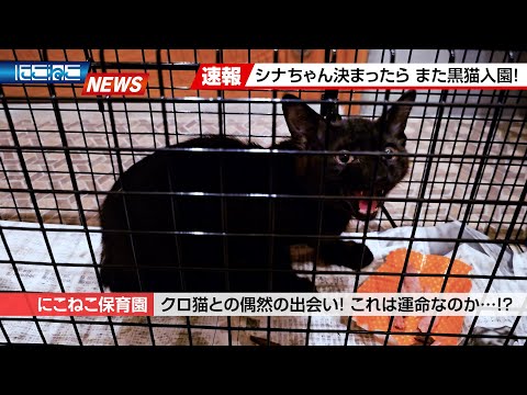【にこねこ速報】これは偶然なのか？出会ってしまいました