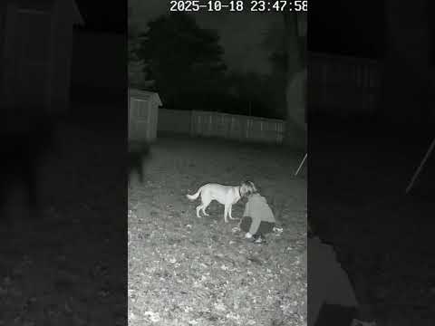 “Dog Saves Child From an Invisible Force | Security Footage”