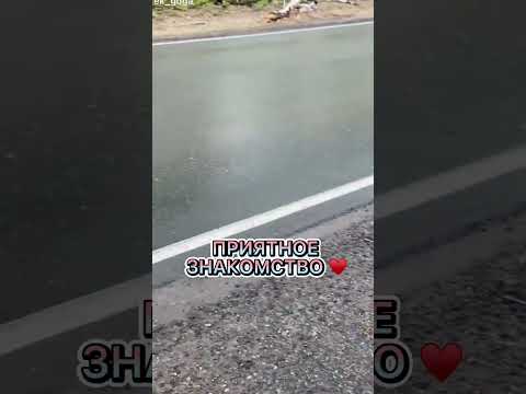 Забрали щенков усыпили , а её выкинули на трассу ! Вторая часть …