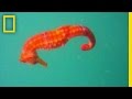 West African Seahorse Conservation Facts