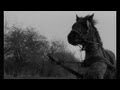 Trailer 1 do filme A Torinói Ló