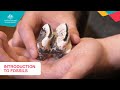 Fossilization and Fossil Types