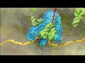 Exploring DNA Translation Concepts